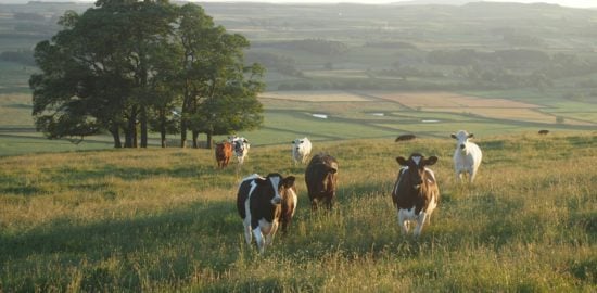 OSI Group's Johnson-Hoffman Discusses Importance of Global Roundtable for Sustainable Beef