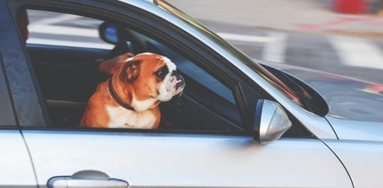 How to Find a Vehicle That is Suitable for Transporting Your Pets
