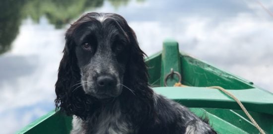 4 Interesting Ideas for Making a Backyard Dog-Friendly