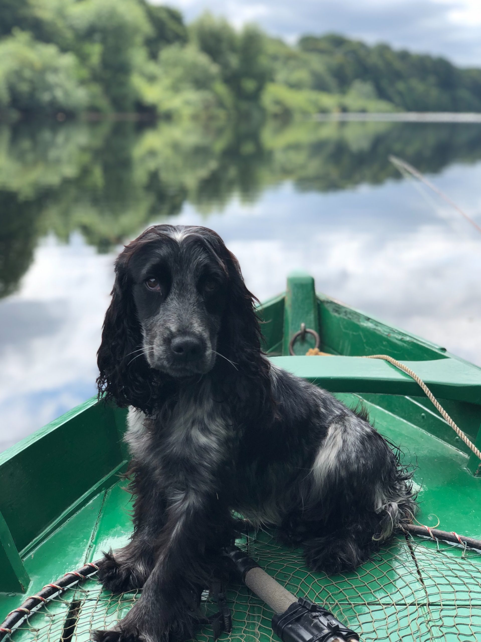 4 Interesting Ideas for Making a Backyard Dog-Friendly