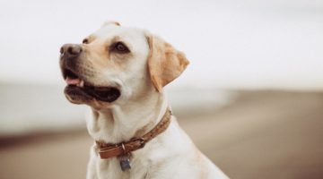 6 Tips for Making a Rooftop Area Pet-Friendly