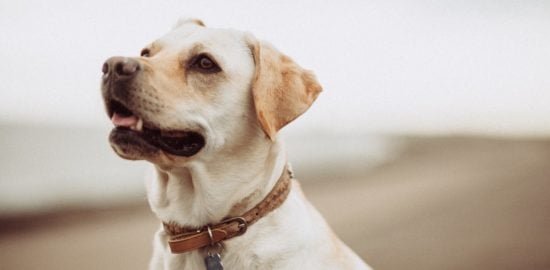 6 Tips for Making a Rooftop Area Pet-Friendly