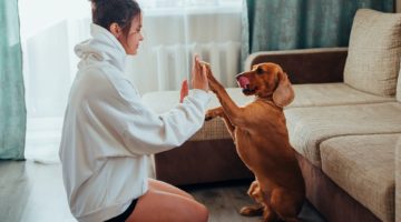 7 Gift Ideas for Celebrating a New Dog Owner