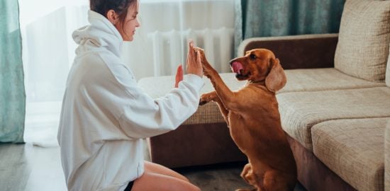 7 Gift Ideas for Celebrating a New Dog Owner
