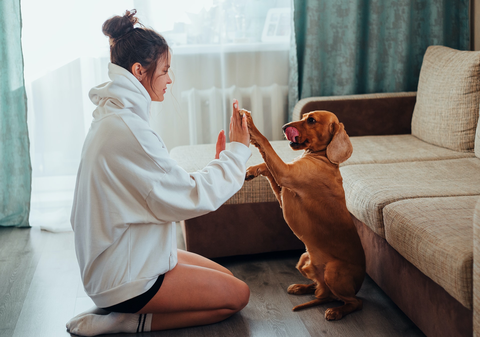 7 Gift Ideas for Celebrating a New Dog Owner
