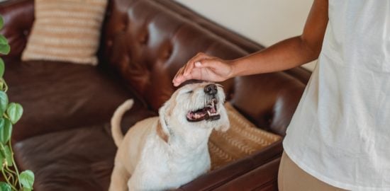 How to Care for Professional Clothes in a Dog-Friendly Home