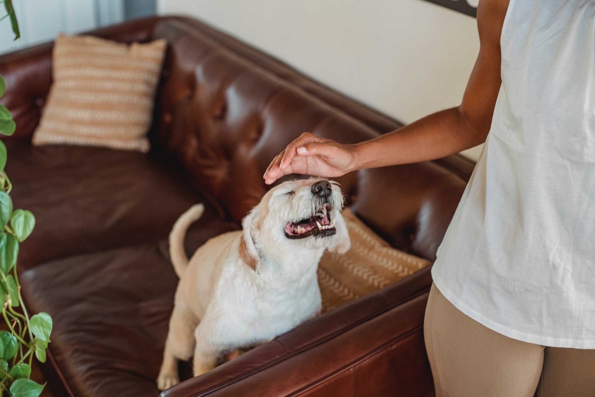 How to Care for Professional Clothes in a Dog-Friendly Home