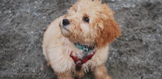 7 Key Reasons Why Goldendoodles Make Great Service Dogs