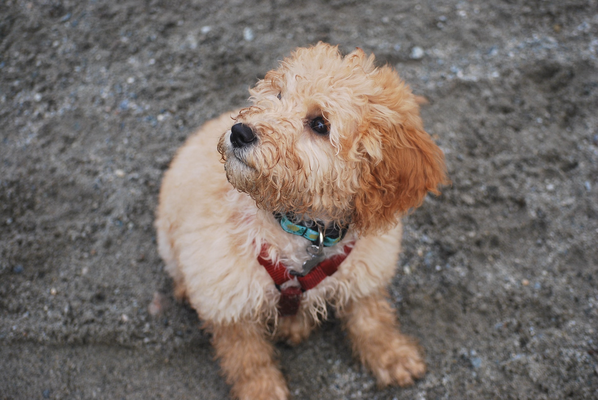 7 Key Reasons Why Goldendoodles Make Great Service Dogs
