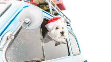 A Dog Owner's Guide to Finding a New Vehicle to Buy