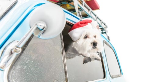 A Dog Owner's Guide to Finding a New Vehicle to Buy