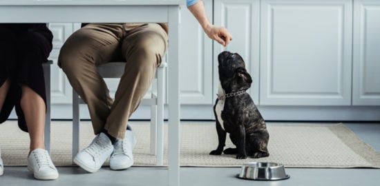 5 Health Areas Dog Owners Need to be Proactive About