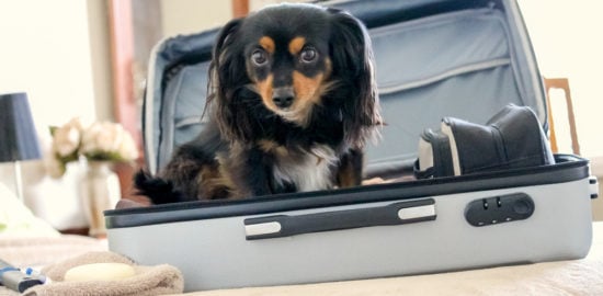 5 Traveling Tips Every Dog Parent Needs to Know Before a Road Trip