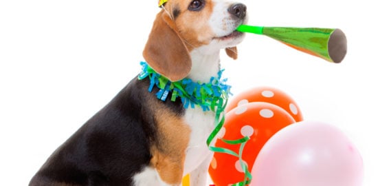 8 Simple Ways to Help your Dog Feel Loved on Their Birthday
