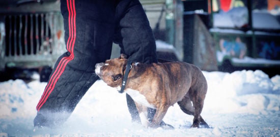 4 Steps to Take After Your Dog Bites Someone