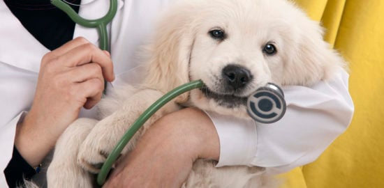 6 Essential Reasons Why Dogs Need to Visit the Vet Annually
