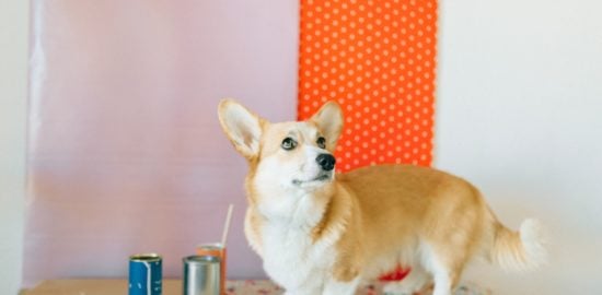 5 Easy Ways to Acclimate a Dog to a New House