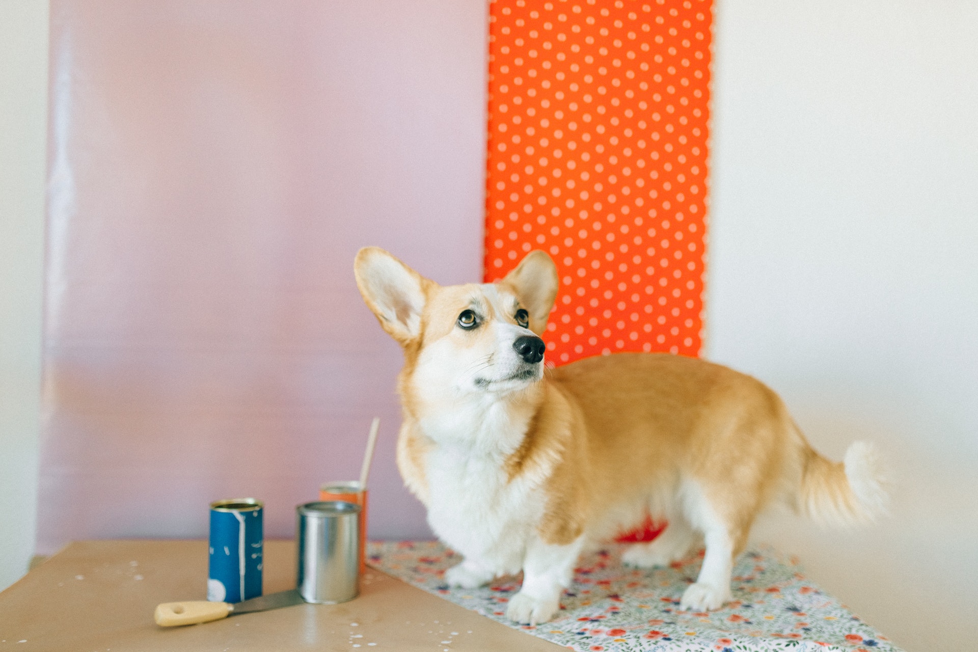5 Easy Ways to Acclimate a Dog to a New House