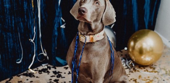 A Dog Owner's Guide to Teaching a New Puppy How to Behave