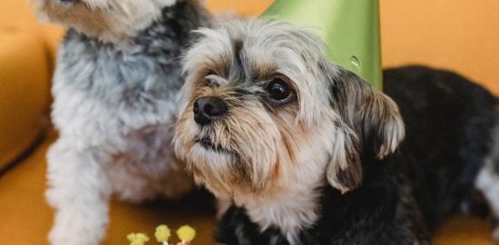 6 Decorating Ideas for Throwing a Birthday Party for Your Dog