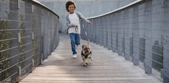 7 Simple Tips for Making a City’s New Dog Park a Success