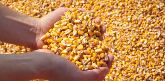 6 Fascinating Facts About the Grain Harvesting Process