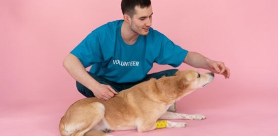 A Pet Owner's Guide To Safely Giving Dogs Honey