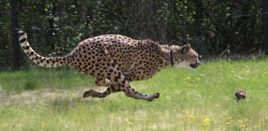 What are the Fastest Animals Alive?