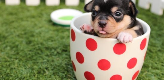 8 Essential Items to Keep Out of Reach of a New Puppy