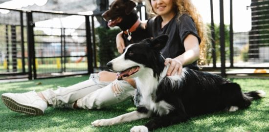 6 Simple Ways Dog Owners Can Make Backyards a Safer Space