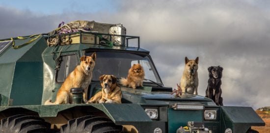7 Expert Tips for Finding a Vehicle That Works for Your Pet Too