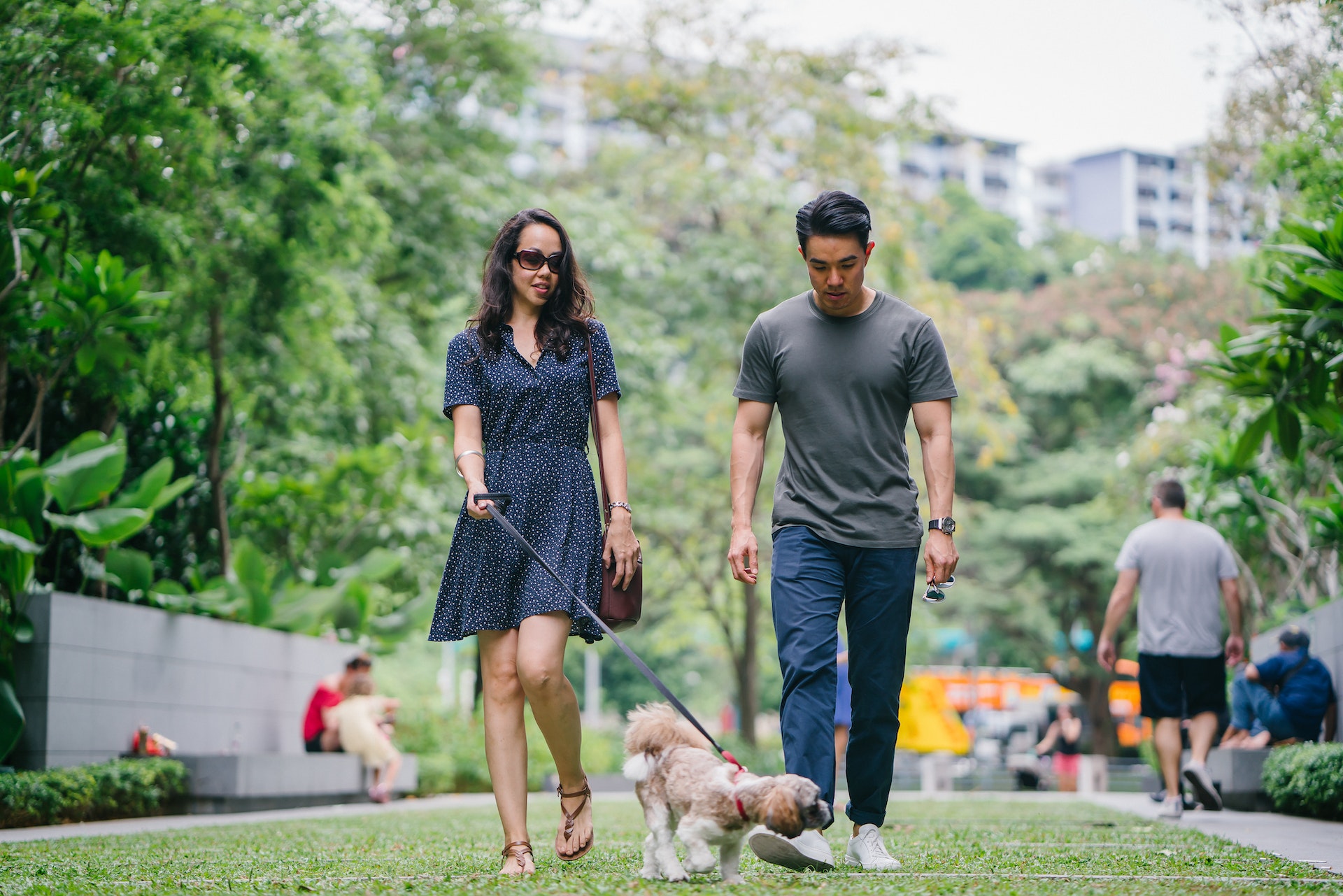 4 Ways to Make Your Neighborhood's Streets Safer for Pets