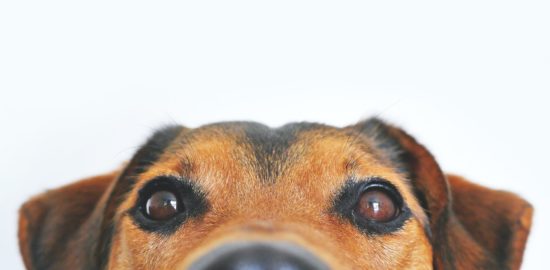 5 Effective Ways to Make a Move Easier on Your Dog