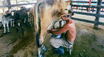 4 Ideas to Reduce Stress During the Milking Process for Animals
