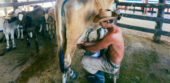 4 Ideas to Reduce Stress During the Milking Process for Animals