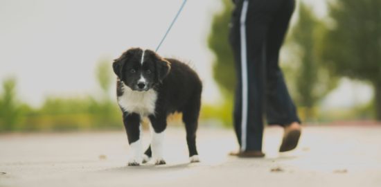 3 Reasons to Wear Sun Protection When Walking Your Dog