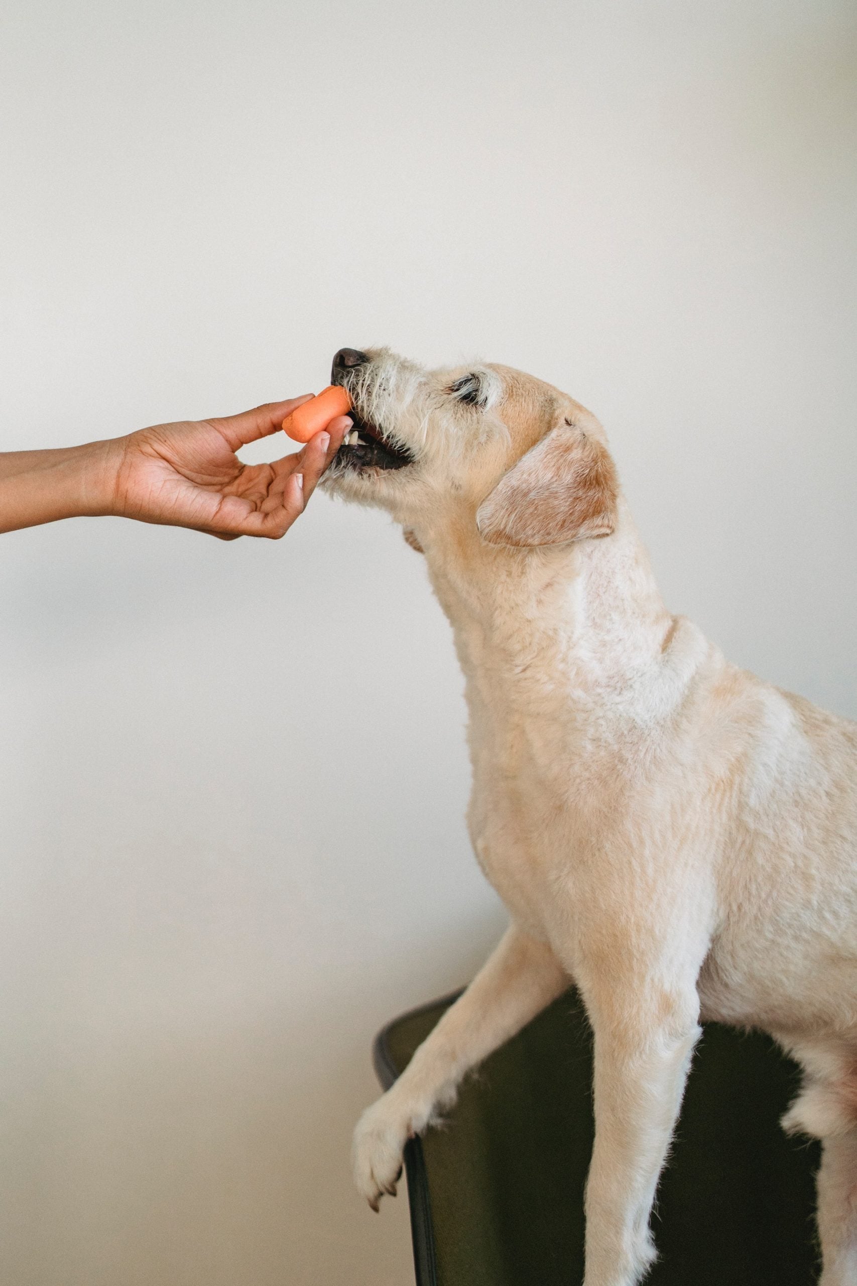 3 Creative Ways to Personalize a Dog's Food and Water Bowls