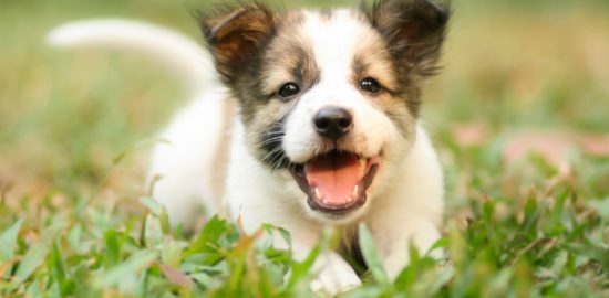 Can a puppy eat sweet potatoes