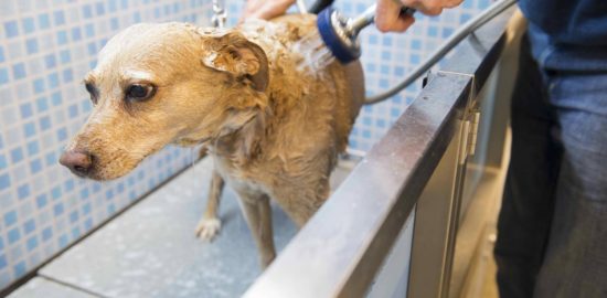 bathe a dog with scabies