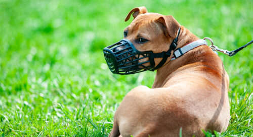 dangerous dog in the world