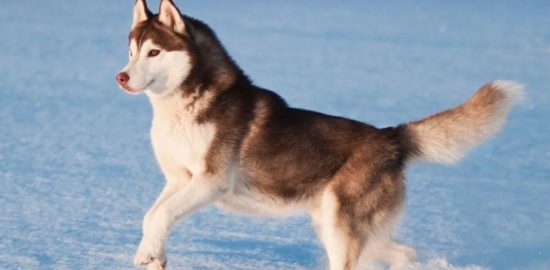 dog-movie-nominations