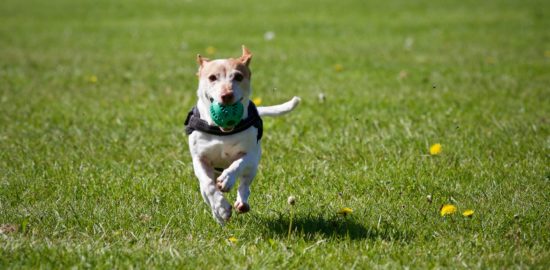 8 Effective Ideas for Making Your Backyard Space Dog-Friendly