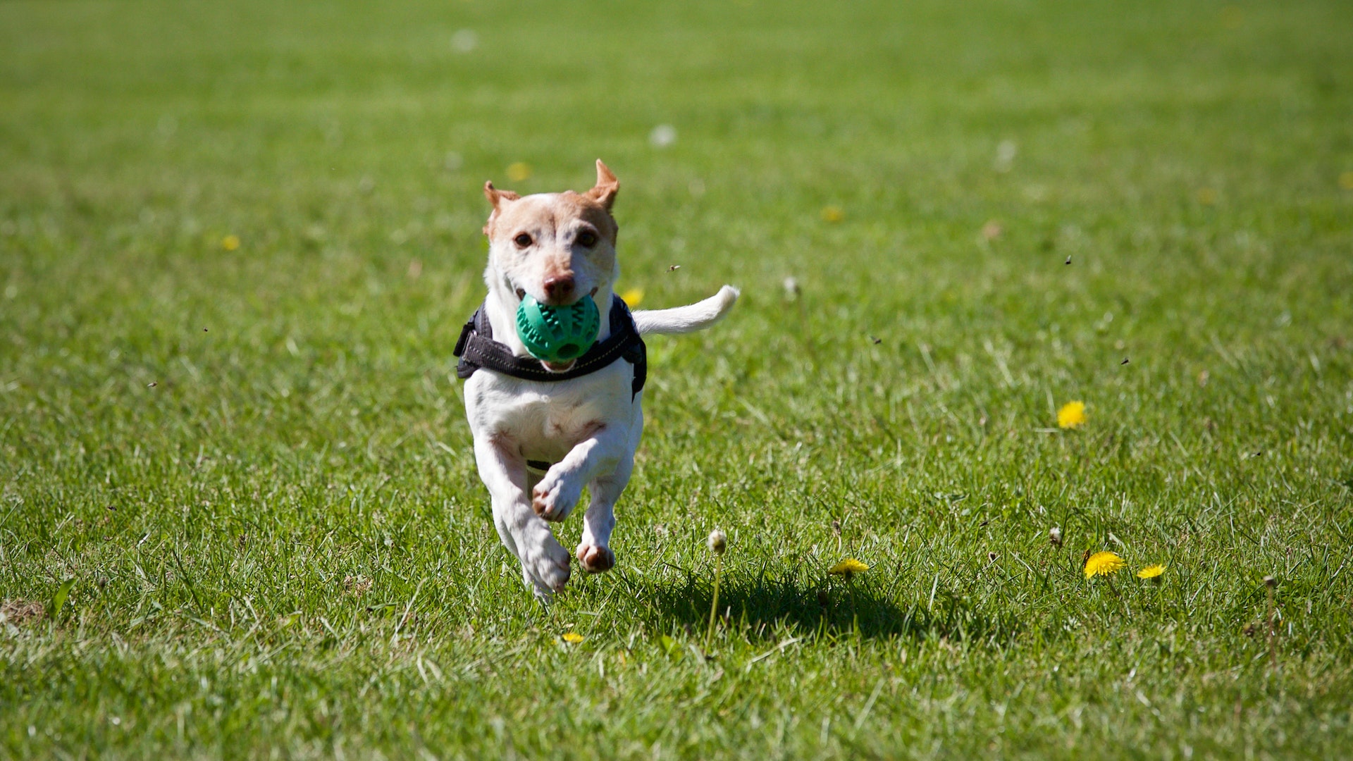 8 Effective Ideas for Making Your Backyard Space Dog-Friendly