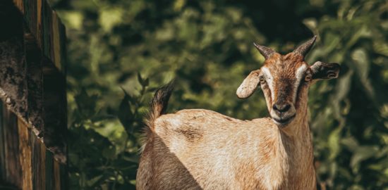 7 Ways to Use Animals Can Help You Get Back Into Shape