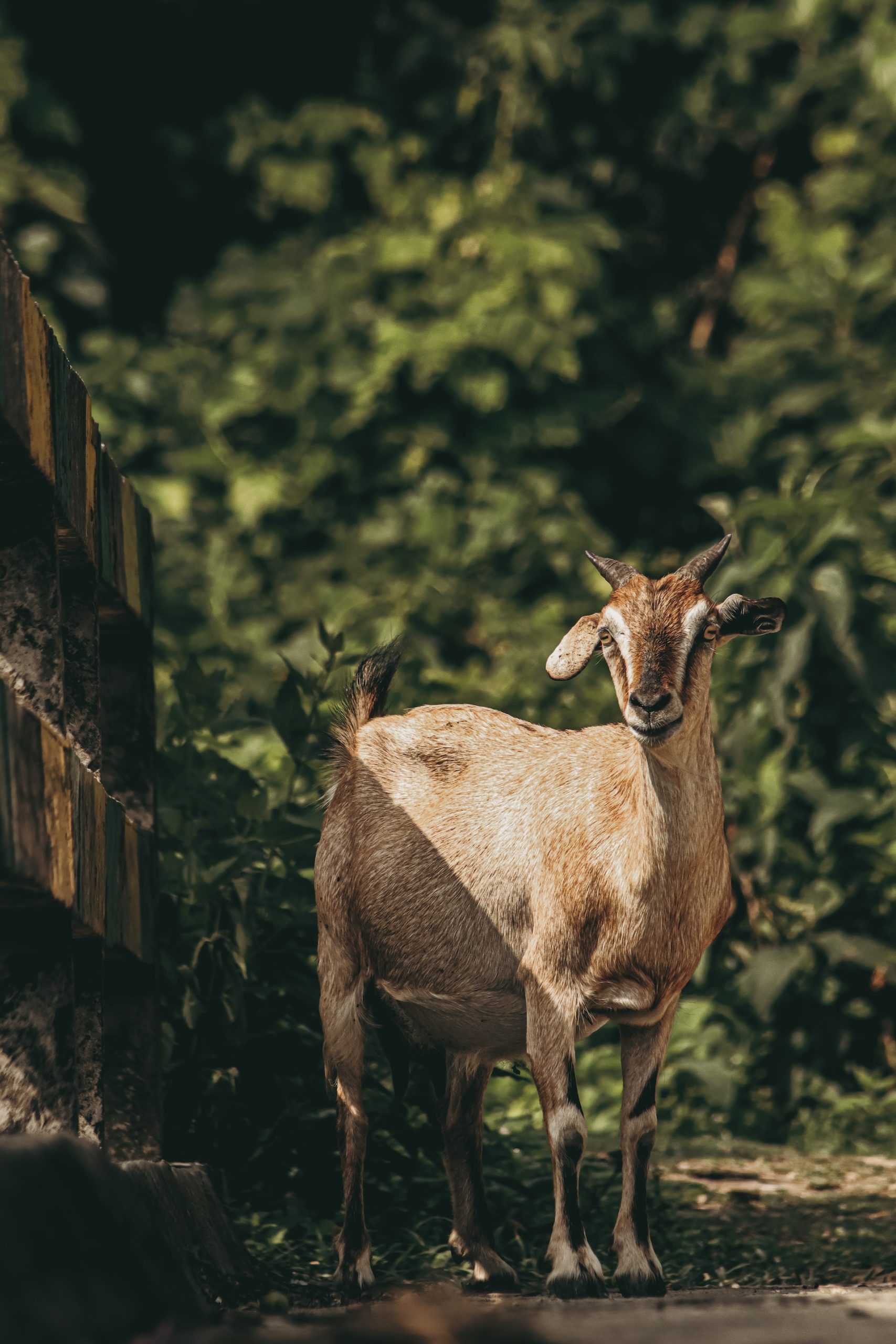7 Ways to Use Animals Can Help You Get Back Into Shape