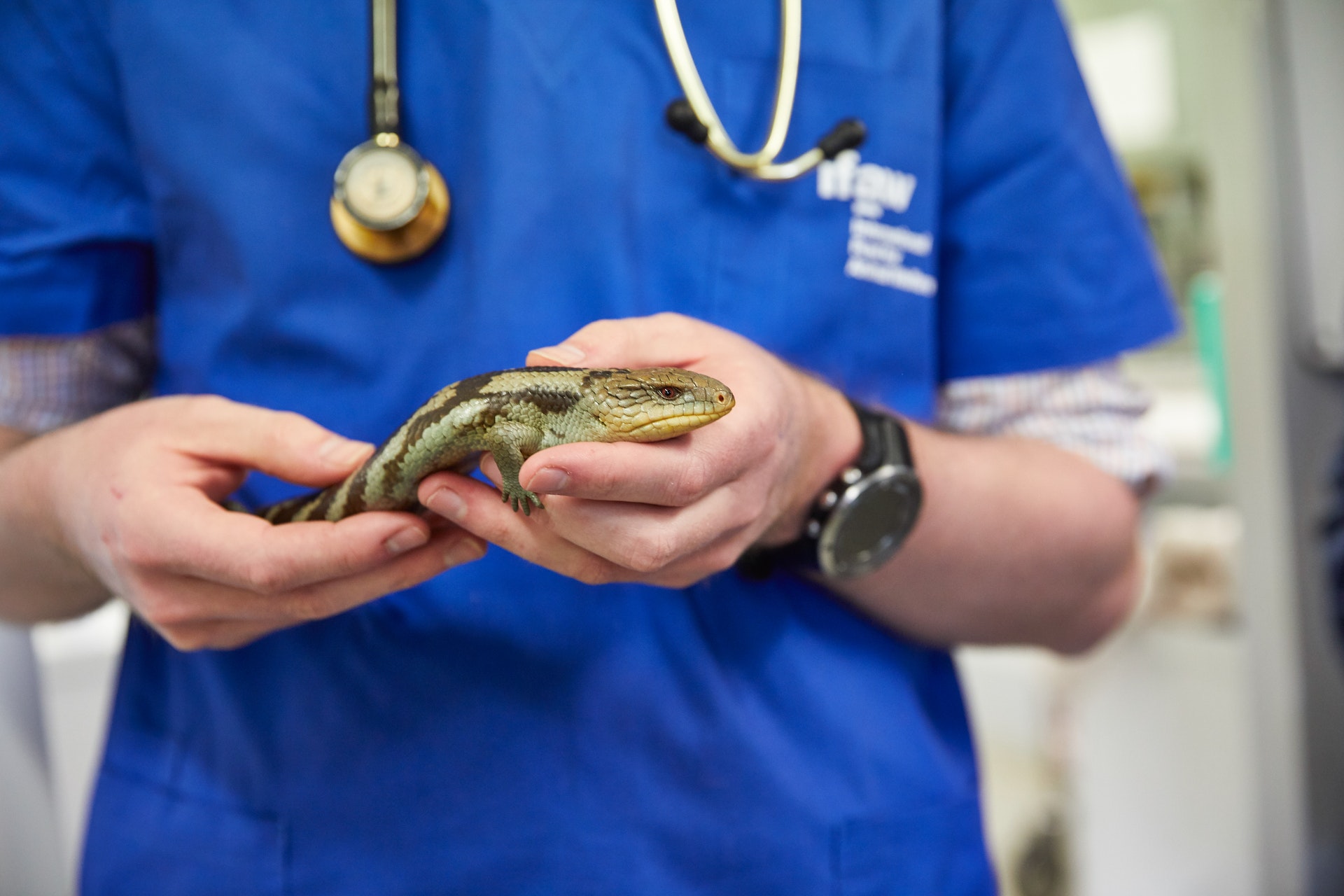 7 Tips to Plan a Successful Fundraising for an Animal Rescue