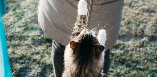 4 Tips for Creating a Food Truck Business Idea Focused on Pets