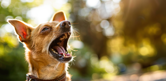 3 Essential Reasons To Contact an Attorney After a Dog Bite