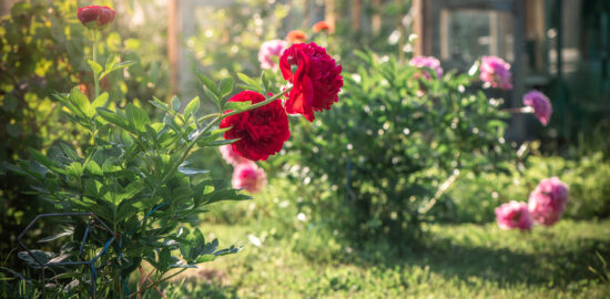 Beautiful garden