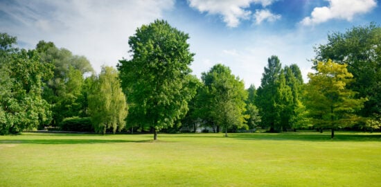 Bright summer sunny day in park with green fresh grass and trees.